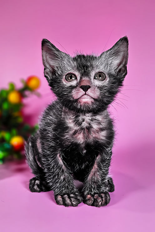 Hermione | Lykoi Kitten