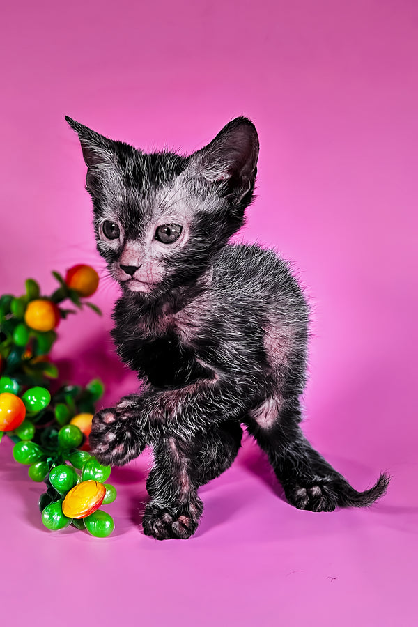Hermione | Lykoi Kitten