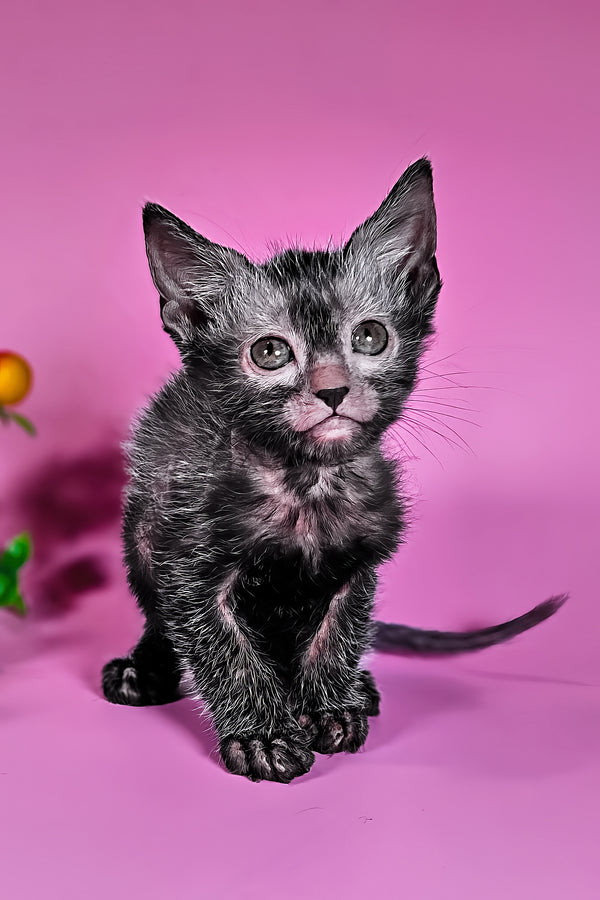 Hermione | Lykoi Kitten