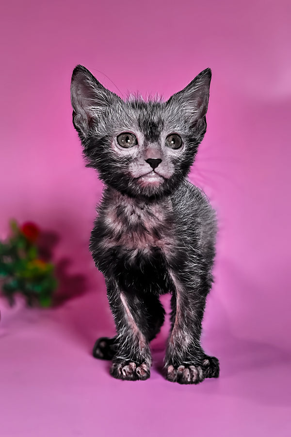 Hermione | Lykoi Kitten