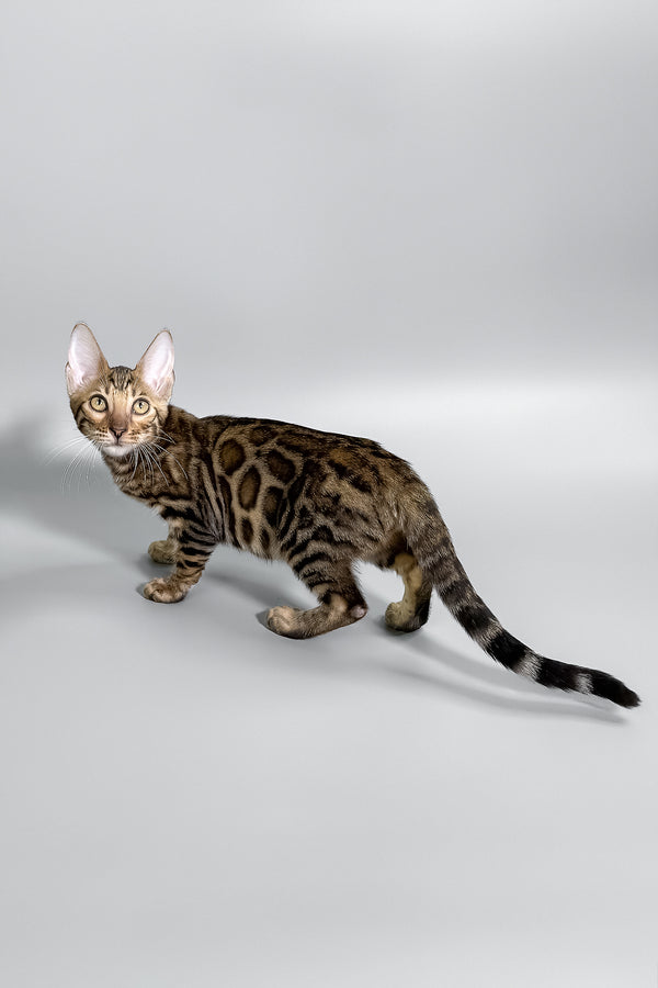 Holly | Bengal Kitten