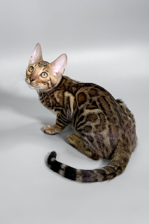 Holly | Bengal Kitten