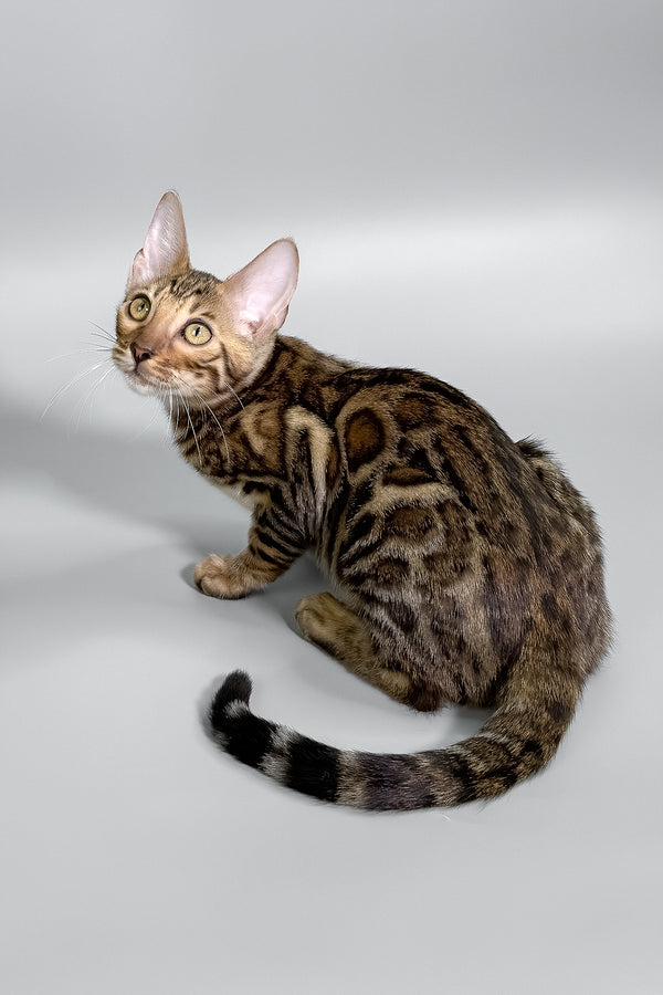 Holly | Bengal Kitten