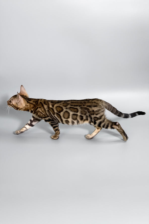 Holly | Bengal Kitten