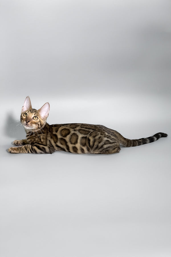 Holly | Bengal Kitten