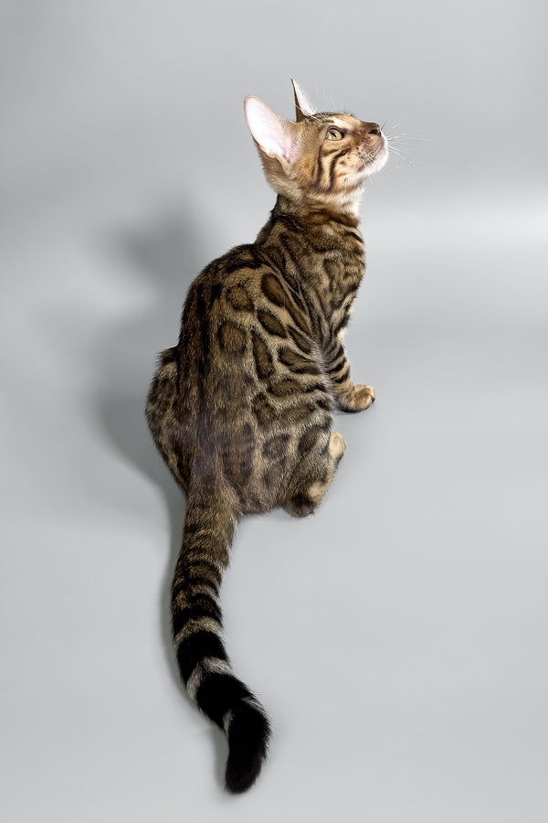 Holly | Bengal Kitten