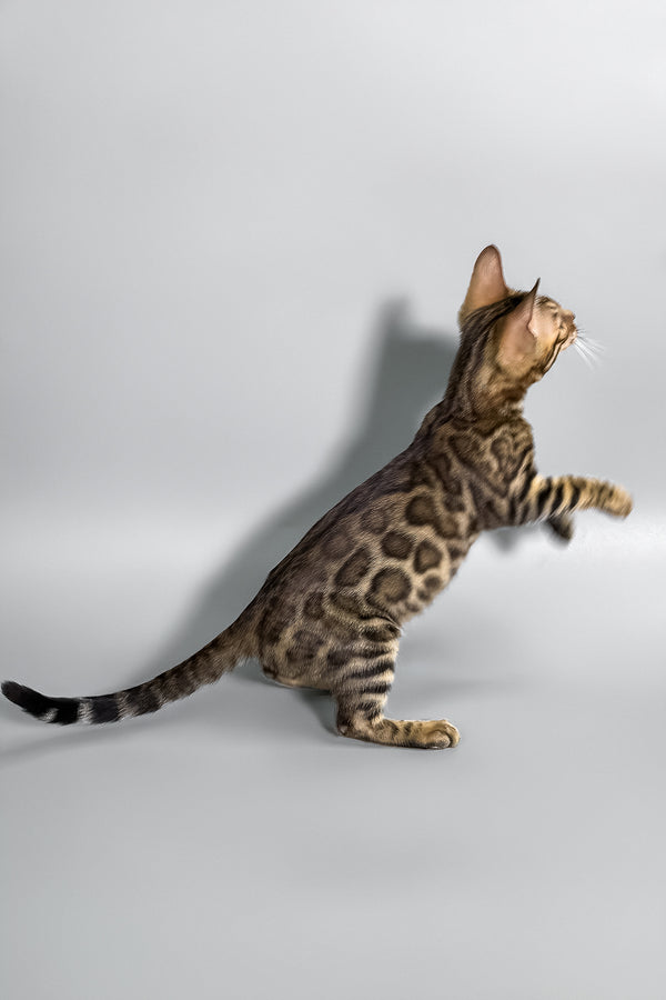 Holly | Bengal Kitten
