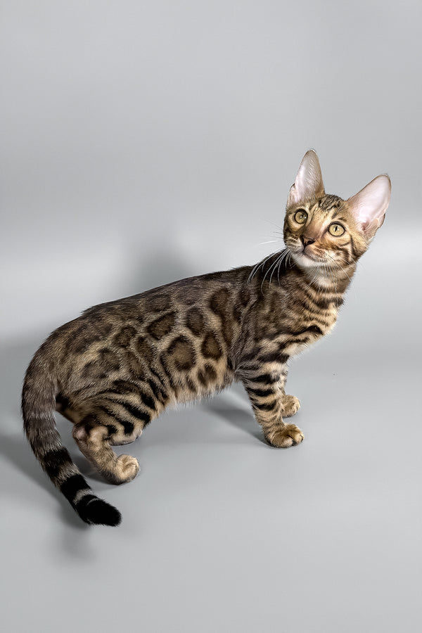 Holly | Bengal Kitten
