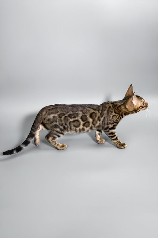 Holly | Bengal Kitten