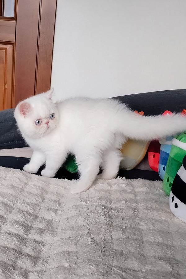 Hoshi | Exotic Shorthair Kitten