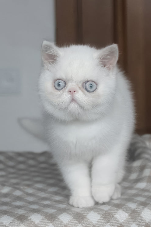 Hoshi | Exotic Shorthair Kitten