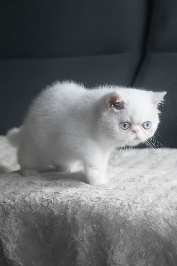 Hoshi | Exotic Shorthair Kitten
