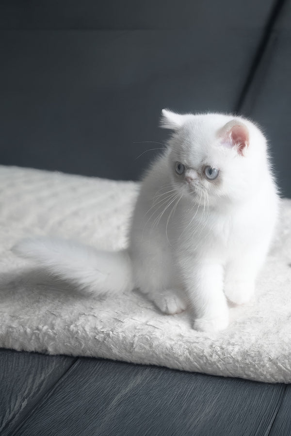 Hoshi | Exotic Shorthair Kitten