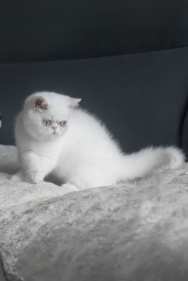 Hoshi | Exotic Shorthair Kitten