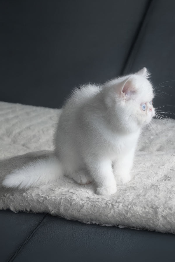 Hoshi | Exotic Shorthair Kitten