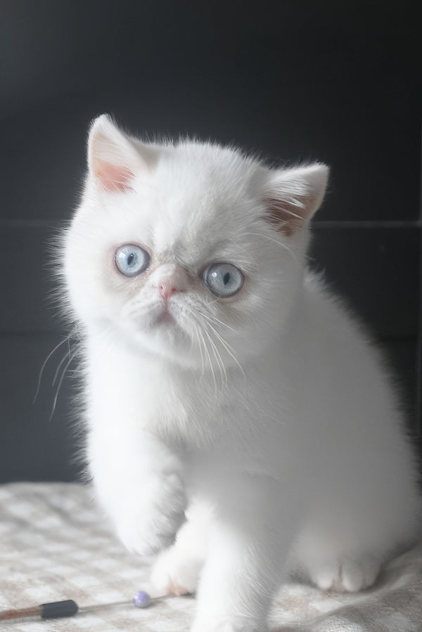Hoshi | Exotic Shorthair Kitten