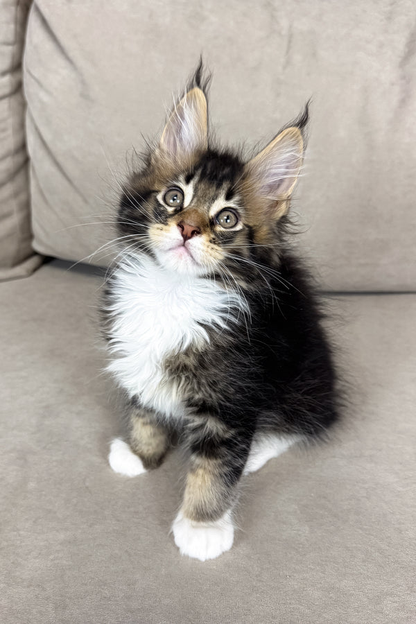 Hugo | Maine Coon Kitten