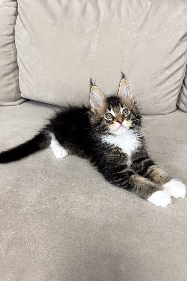 Hugo | Maine Coon Kitten
