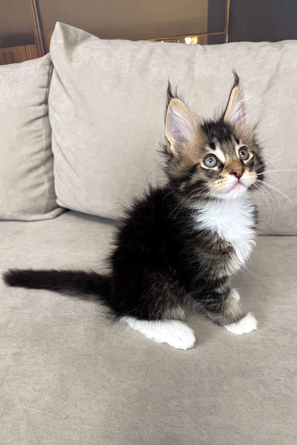 Hugo | Maine Coon Kitten