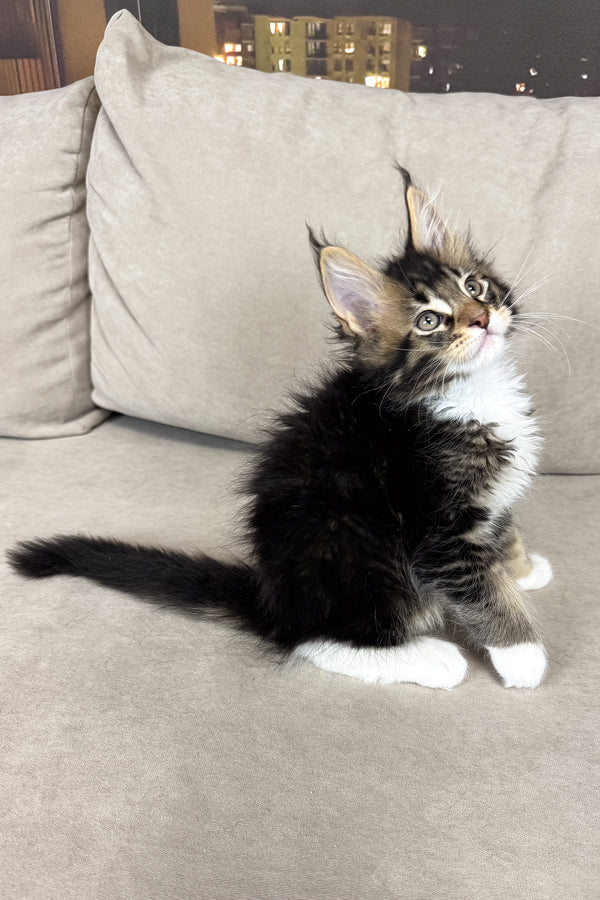Hugo | Maine Coon Kitten