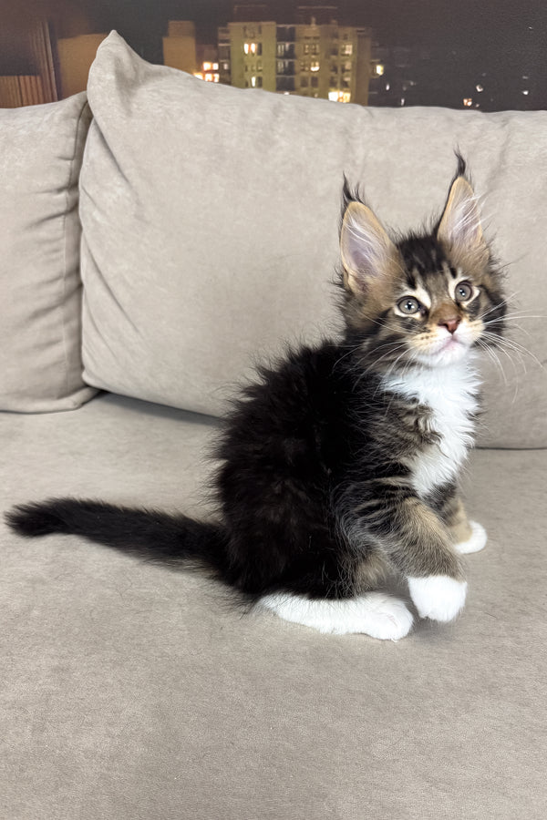 Hugo | Maine Coon Kitten
