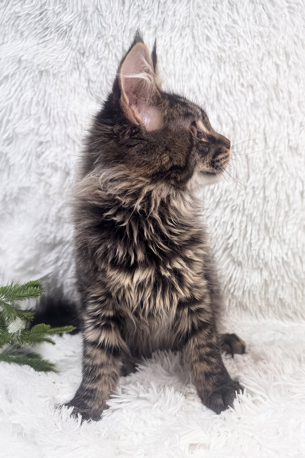 Irma | Maine Coon Kitten