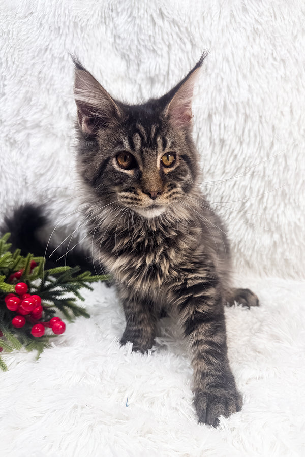 Irma | Maine Coon Kitten