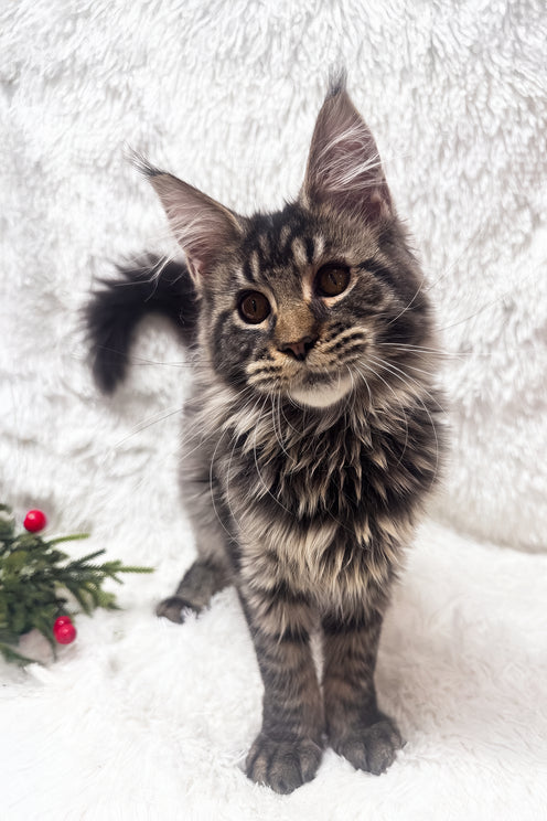 Irma | Maine Coon Kitten