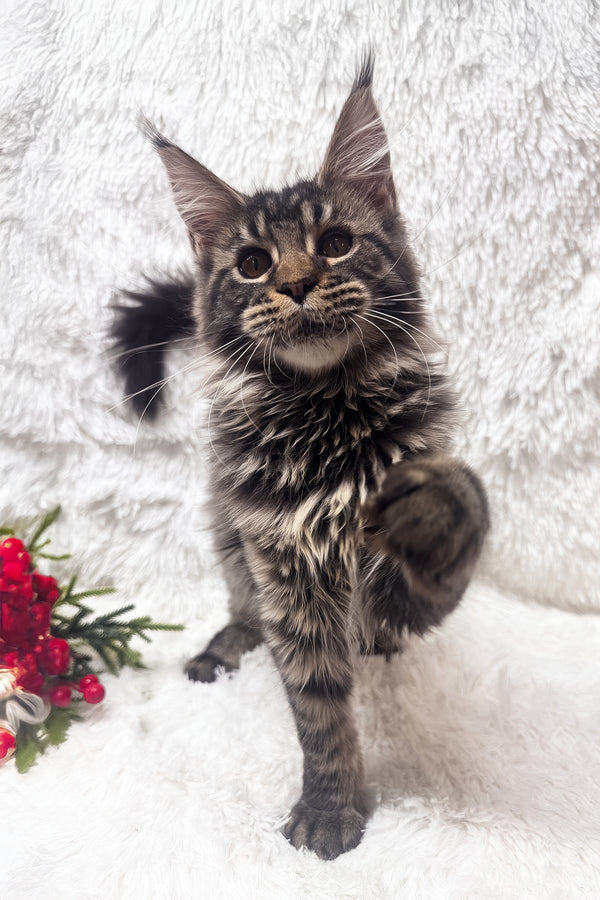 Irma | Maine Coon Kitten