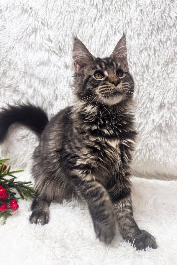 Irma | Maine Coon Kitten