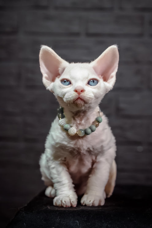 Ice Berry | Devon Rex Kitten