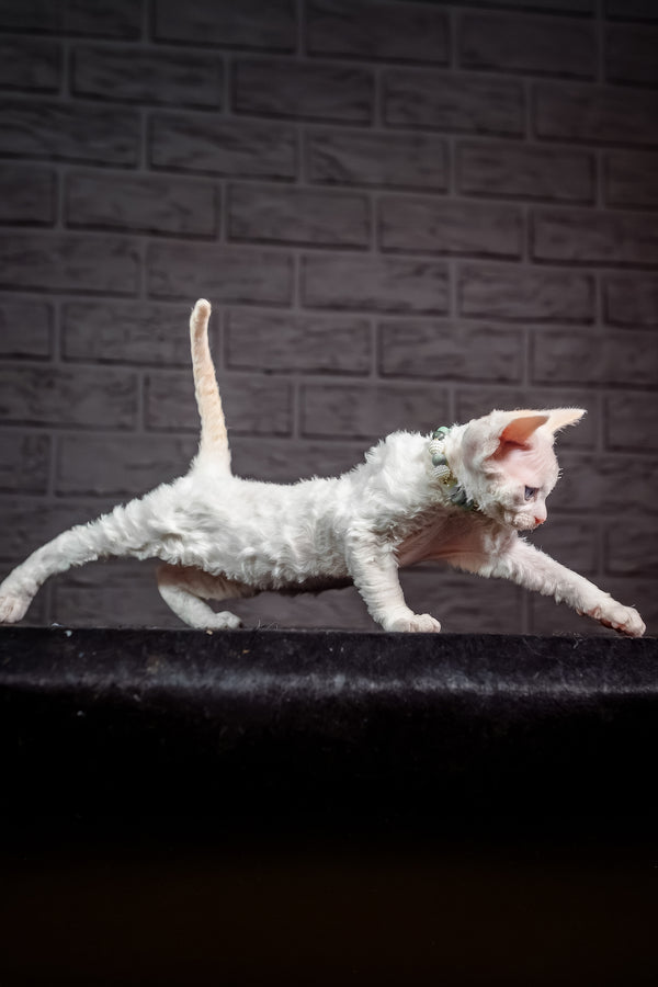 Ice Berry | Devon Rex Kitten