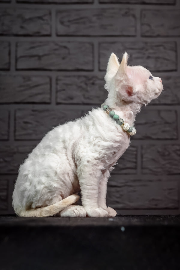 Ice Berry | Devon Rex Kitten