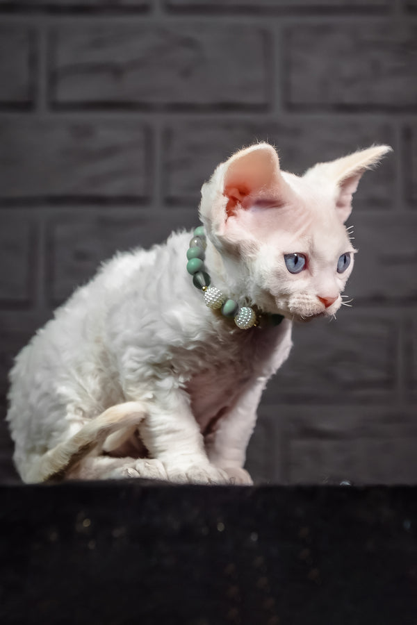 Ice Berry | Devon Rex Kitten