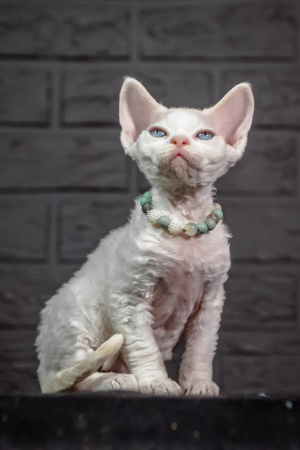 Ice Berry | Devon Rex Kitten
