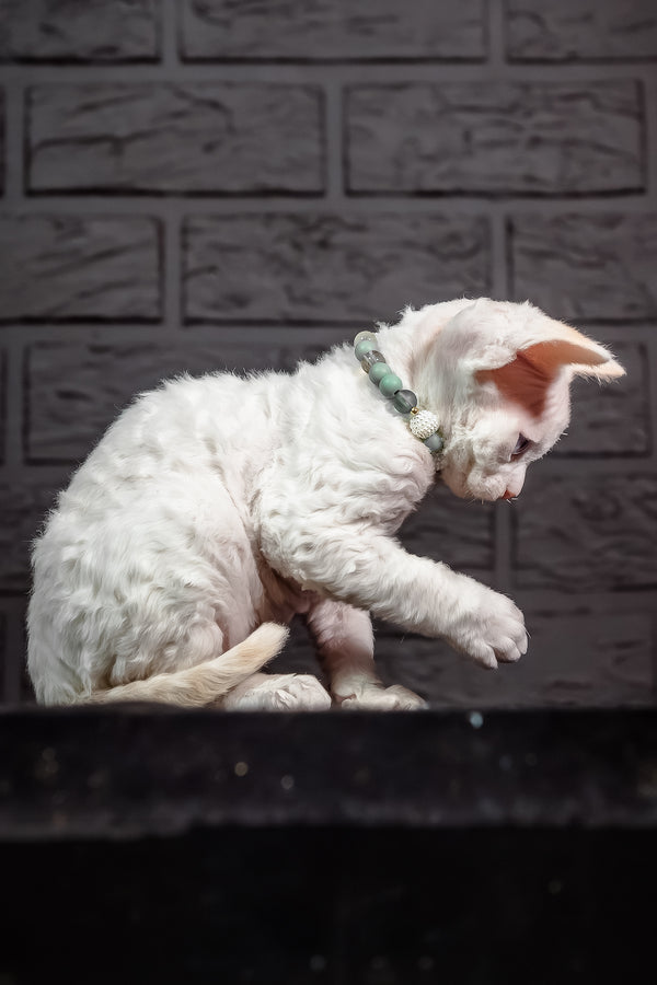 Ice Berry | Devon Rex Kitten