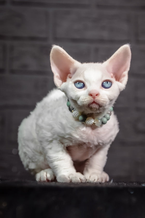 Ice Berry | Devon Rex Kitten