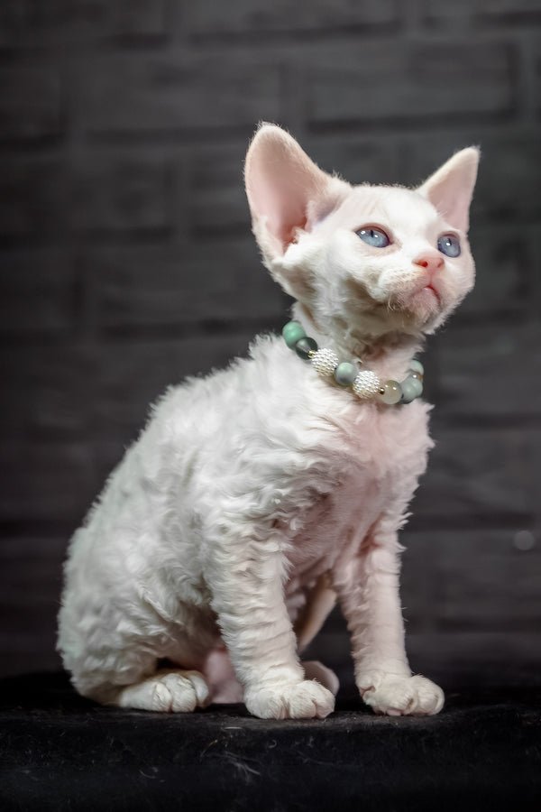 Ice Berry | Devon Rex Kitten