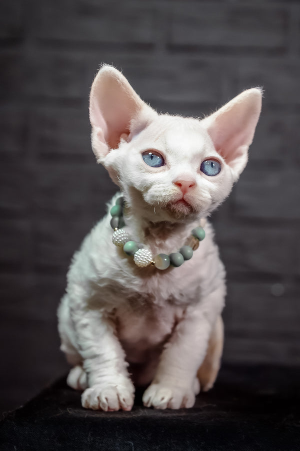 Ice Berry | Devon Rex Kitten