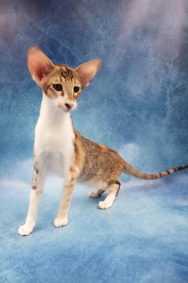 Idelia | Oriental Shorthair Kitten