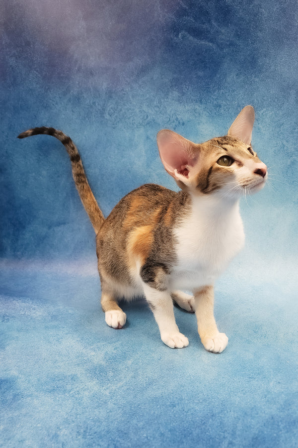 Idelia | Oriental Shorthair Kitten