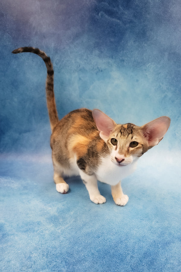 Idelia | Oriental Shorthair Kitten