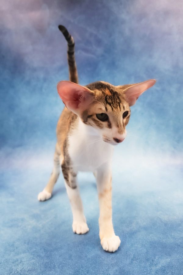 Idelia | Oriental Shorthair Kitten