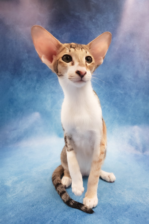 Idelia | Oriental Shorthair Kitten