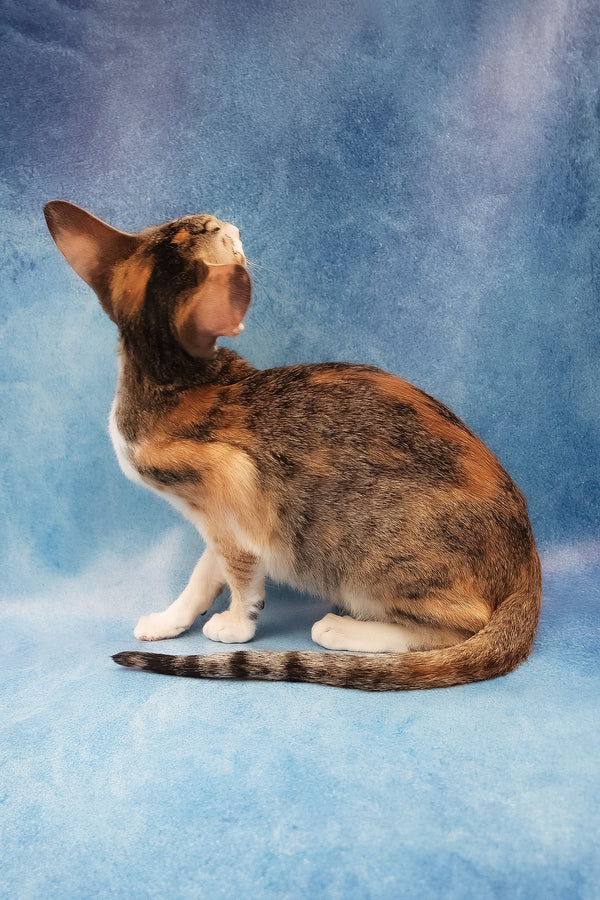 Idelia | Oriental Shorthair Kitten