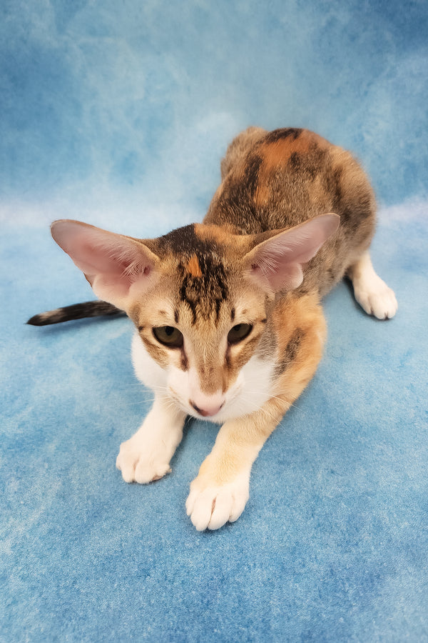 Idelia | Oriental Shorthair Kitten