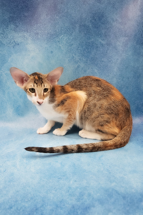 Idelia | Oriental Shorthair Kitten