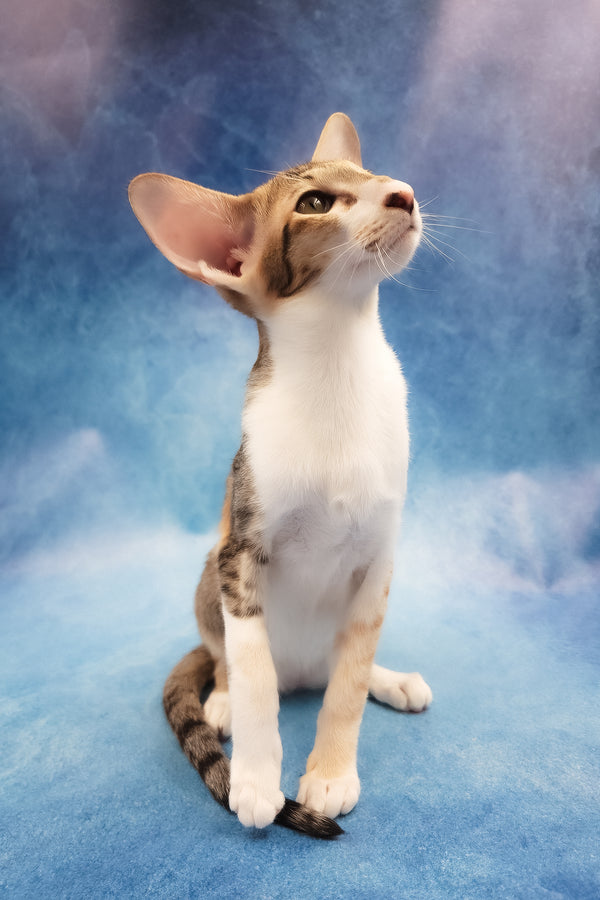 Idelia | Oriental Shorthair Kitten
