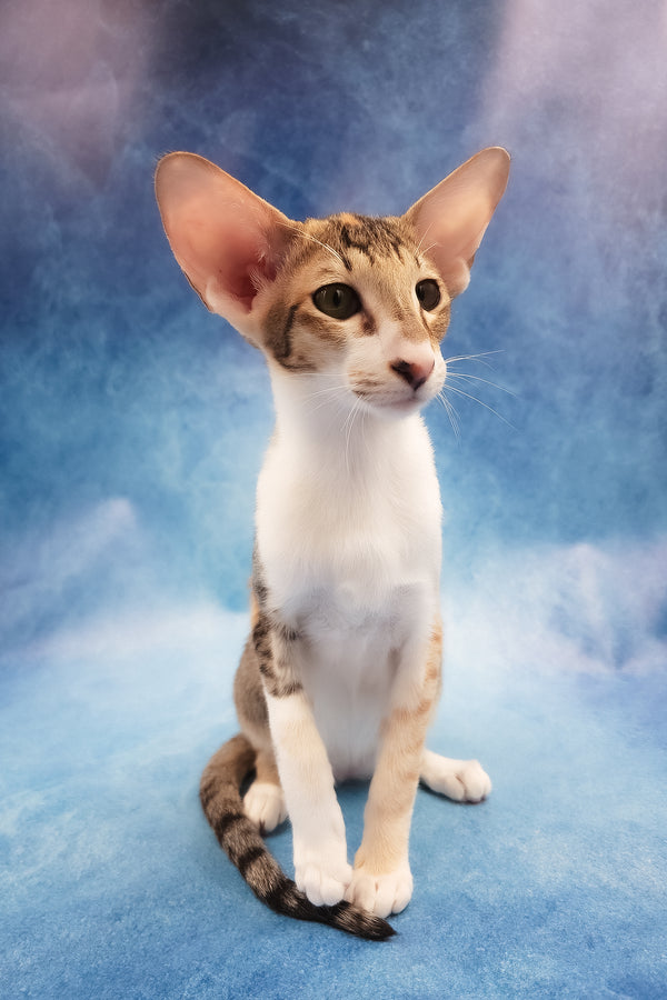 Idelia | Oriental Shorthair Kitten