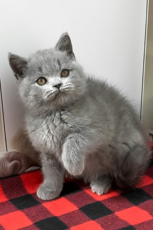 Igonist | British Shorthair Kitten